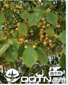 掌上植物网