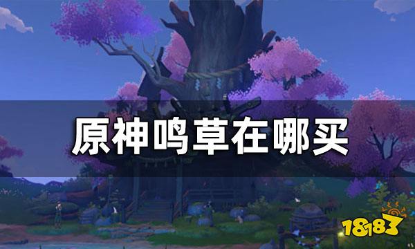 原神鸣草在哪买？原神鸣草购买攻略
