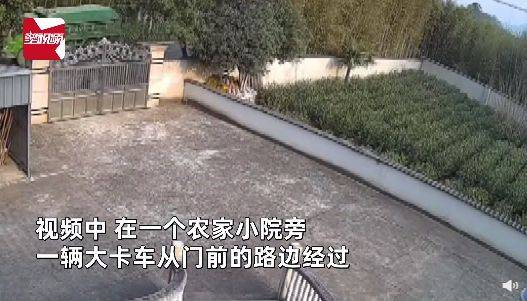 野猪被鸣笛吓到撞翻铁门飞越围墙，胖得灵活有活力