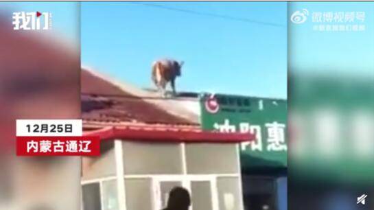 内蒙古一头牛跳上房顶奔跑，勇敢牛牛不怕困难
