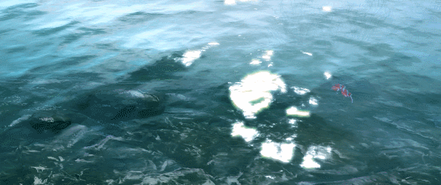 新倩女幽魂端游职业怎么选?新倩女幽魂端游哪个职业好点